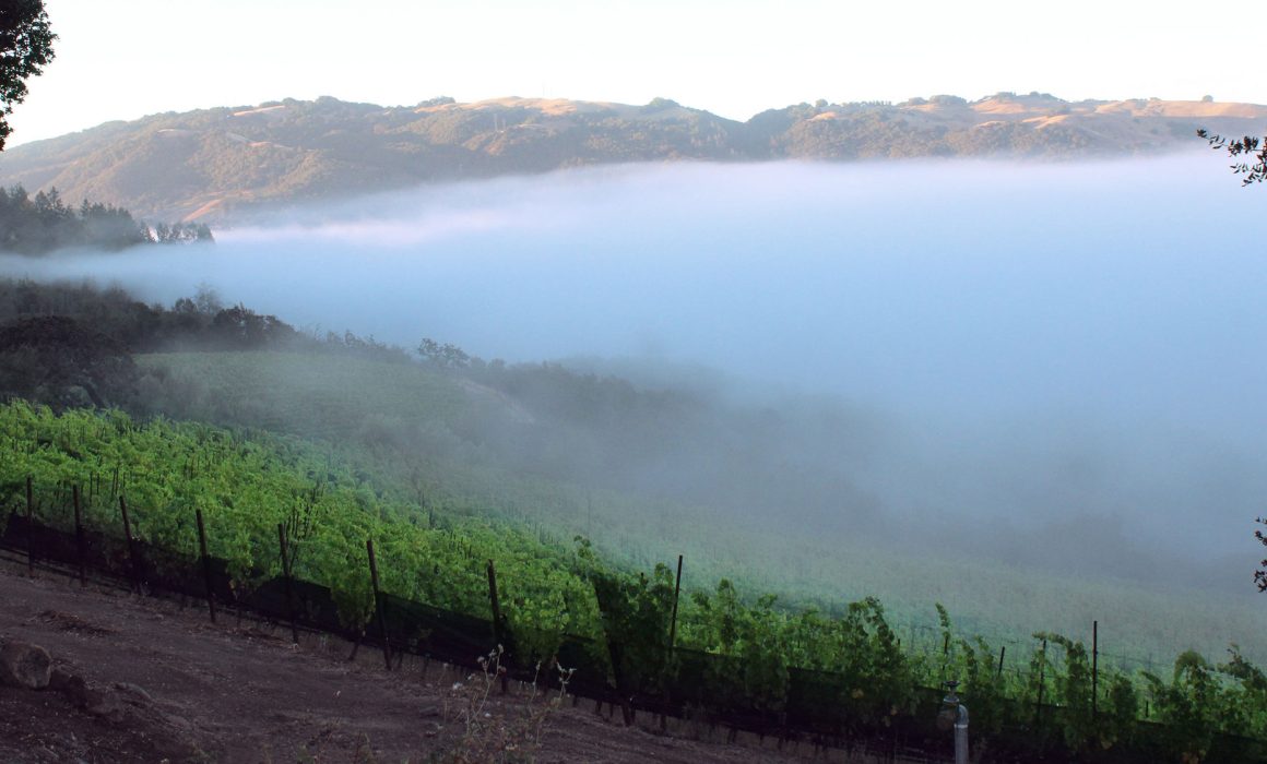 Morning fog over the Coursey Graves vineyard