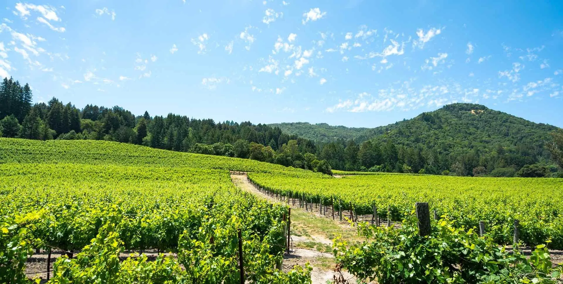 Sonoma Valley vineyards in summer